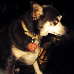 Meet your Posher, Millie